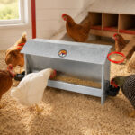 06-lifestyle-chickens
