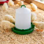 06-lifestyle-chicks