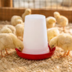 06-lifestyle-chicks