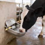 06-lifestyle-cow