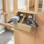 06-lifestyle-pigeon-loft