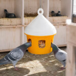 06-lifestyle-pigeon-loft