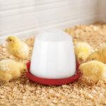 06_lifestyle_chicks
