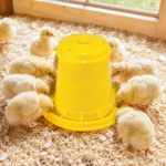 06_lifestyle_chicks_floor