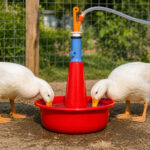 06_lifestyle_ducks