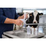 07-lifestyle-cow-preparation