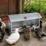 07-lifestyle-ducks