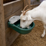07-lifestyle-goat