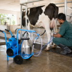 06_Lifestyle_Cow_Milking