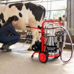 06-lifestyle-cow-milking