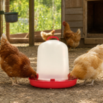 06-lifestyle-chickens-drinking