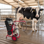 06-lifestyle-daylight-milking