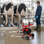 06-lifestyle-double-cow-milking