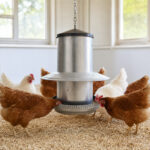 06-lifestyle-modern-poultry-house