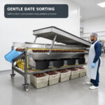 06_Dates_Fruits_Sorting_Machine_Dates_Use